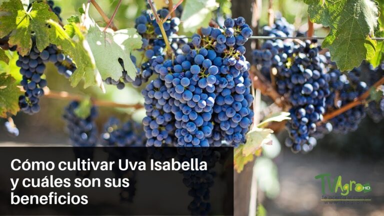 Los Mejores Lugares para Disfrutar un Vino en La Selva del Camp