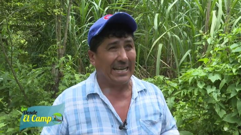 Festivales de Verano en La Selva del Camp